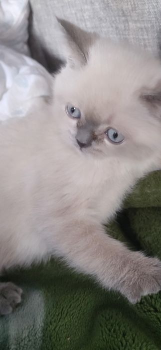 Кошенята Блю Поинт