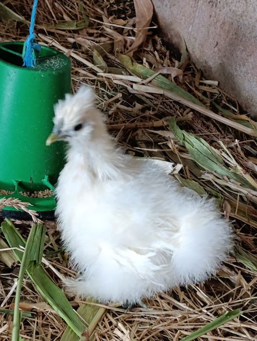 Vendo sedosas e ovos de sedosas do Japãoo de várias cores