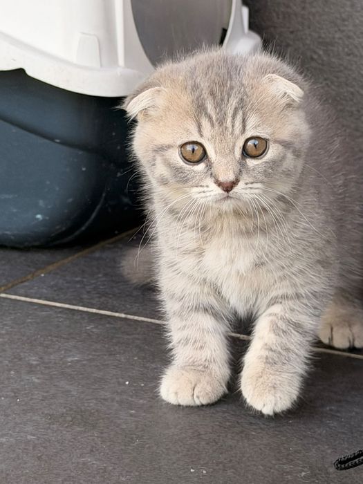 Gatinha Scottish Fold Silver Tabby com branco