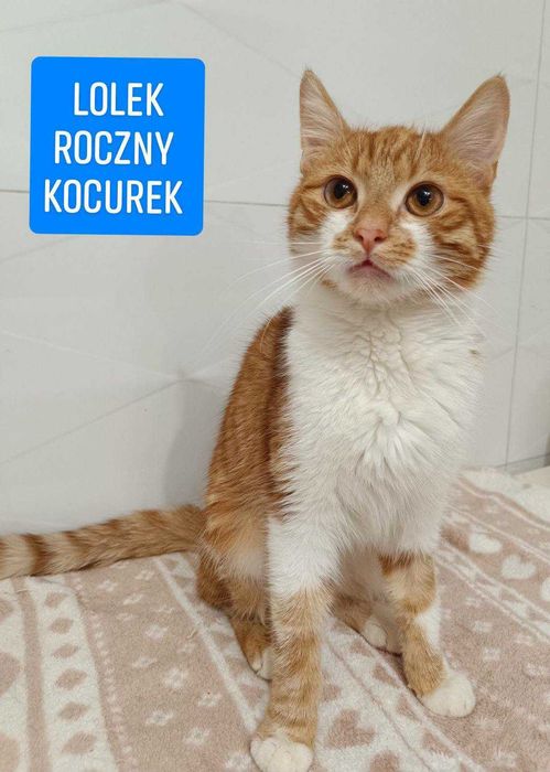 kocur  lolek  w fundacji kocia szansa