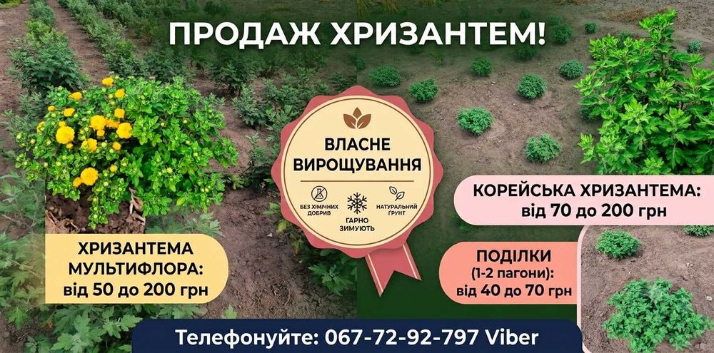 Продається хризантема. Мультифлора/ Корейська