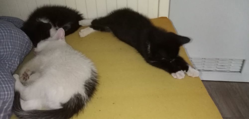 Kotki dwumiesieczne oddam