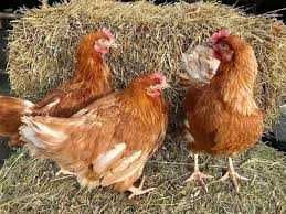 Інкубаційне яйце курей Браун Нік.