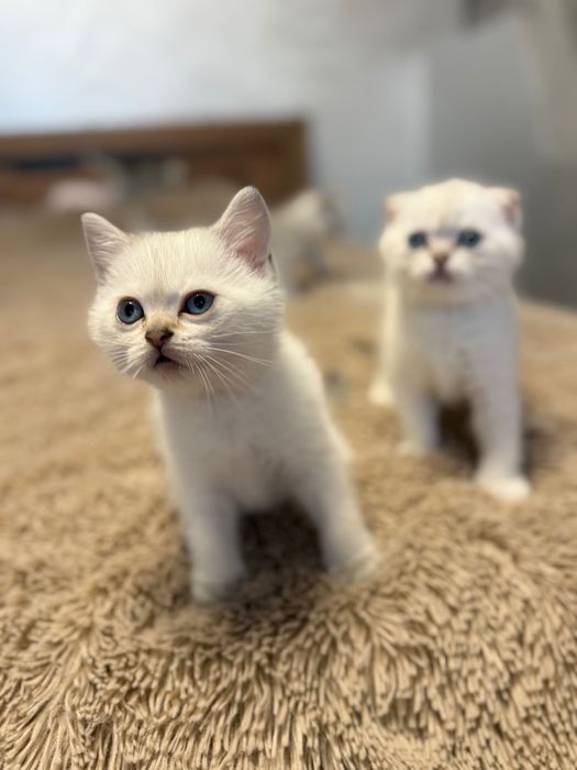 Шотландські коти