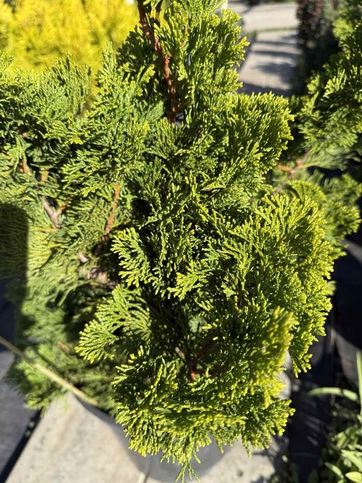 Кипарисовик туя Грацилис