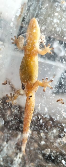 Dorosłe gekony płaczące (Lepidodactylus lugubris)