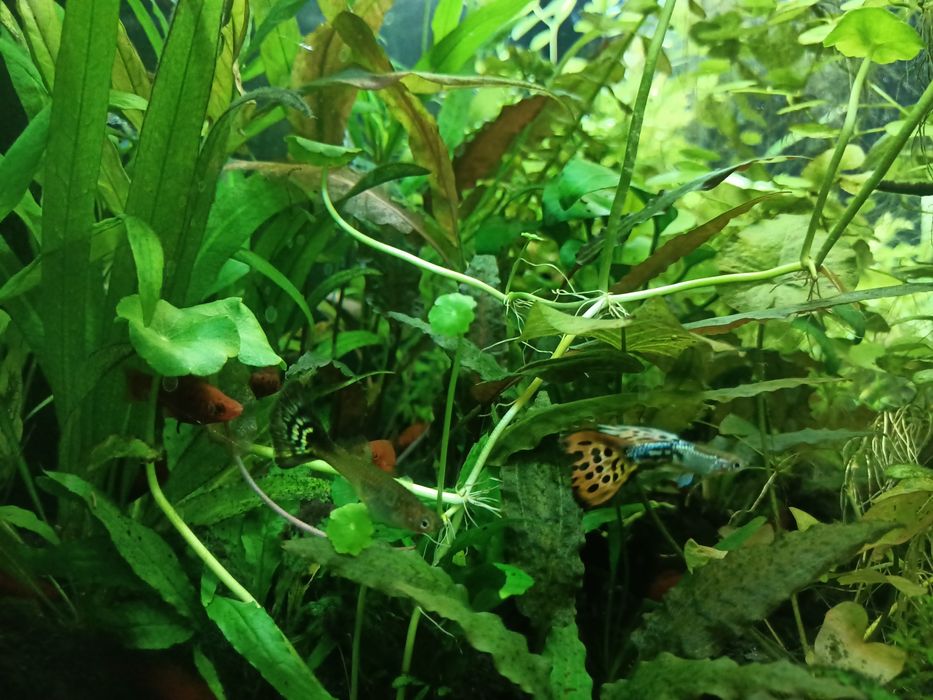 Narybek gupika pawie oczko