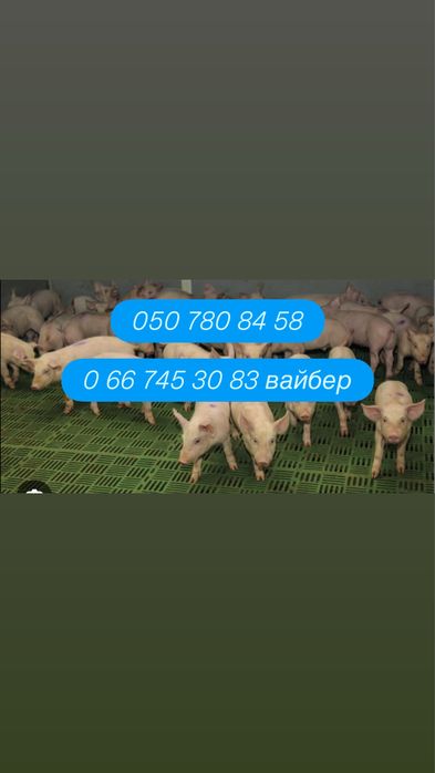 Поросята малі / велика біла 100 ШТ