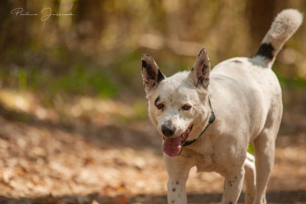 Nord - ten świetny pies czeka na Ciebie...