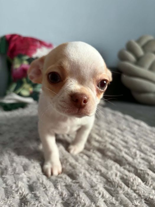 Piękny piesek chihuahua
