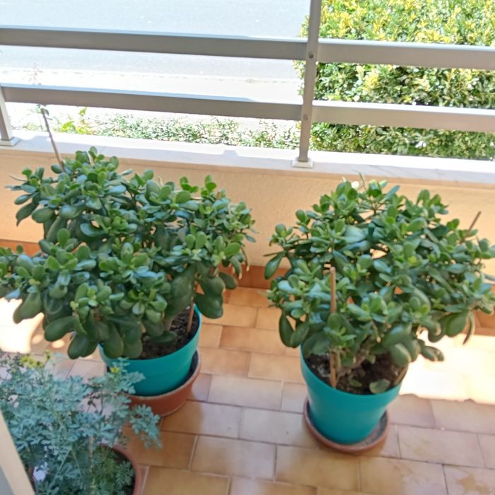 Campo Grande - Vendo Plantas