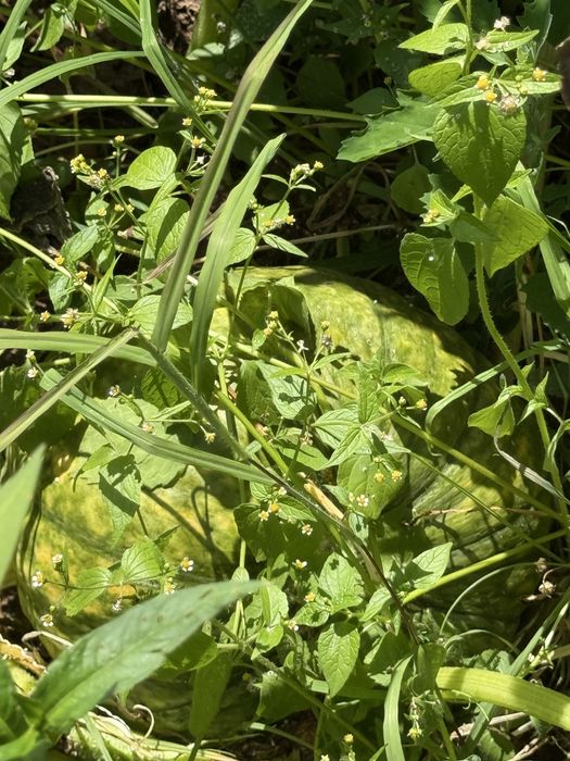 Cebolas pepinos tomates