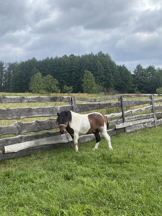 Садиба «Золота Сова»