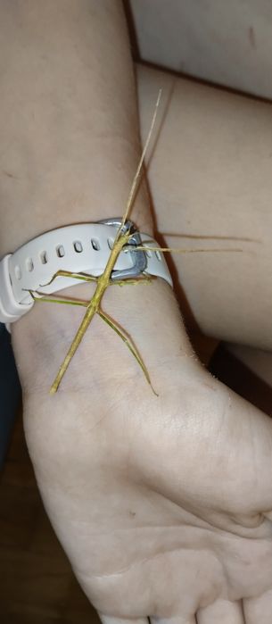 Patyczaki rogate za darmo