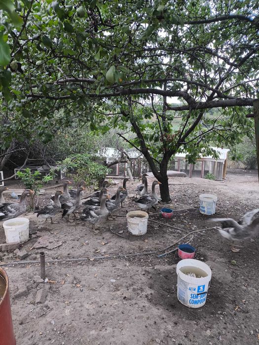 Гуси и бройлер под заказ