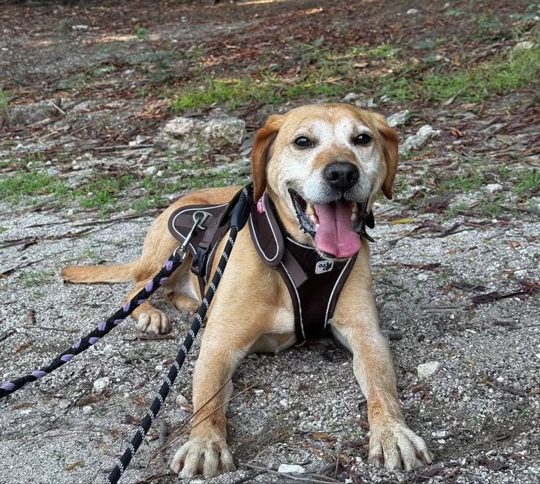 Nicolau - 8 anos, xPerdigueiro