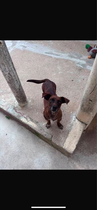 Cão para adoção responsável