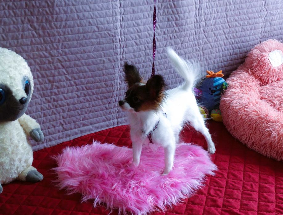 Papillon ZKwP- suczka MAJLA