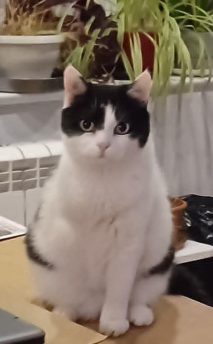 Oreo szuka kochającego domku.