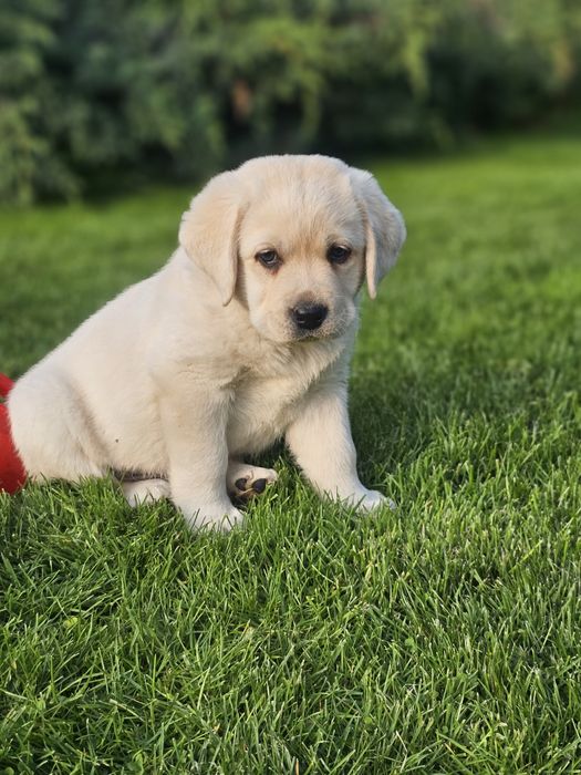 Labrador retriever suka biała