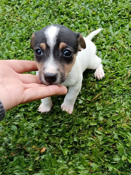 Jack Russel fêmea