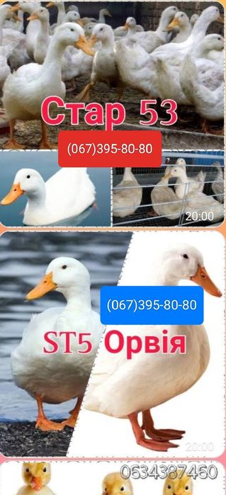 Кури на ЯЙЦЕ,Циплята,Качки,Гуси,Індичата