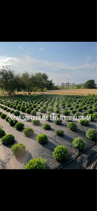 Хризантема мультифлора хризантеми шаровидні