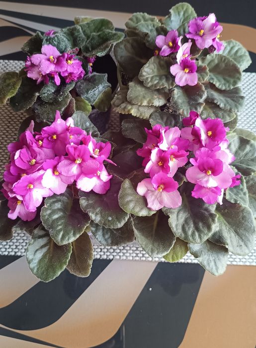 Фіалка сенполія квітуча