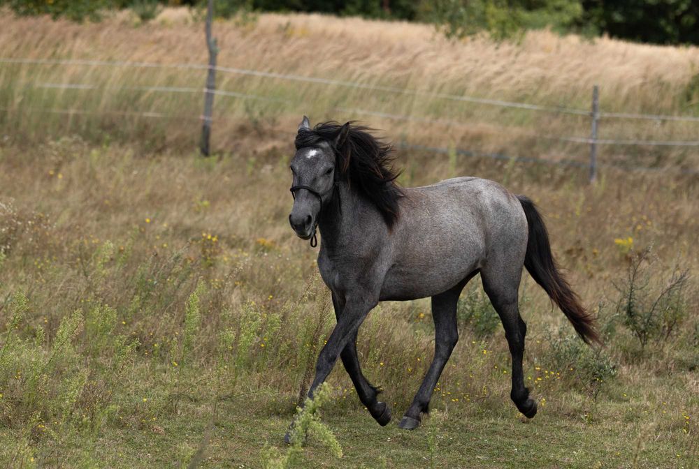Klaczka kuc wierzchowy sport rekreacja skoki