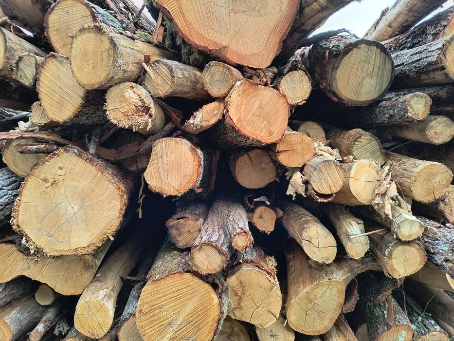 Drzewo dębowe kominkowe