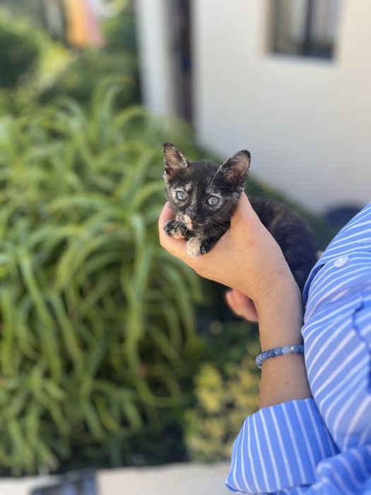 Gatinha para adopcao responsavel