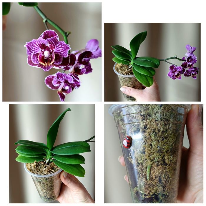 Сортові орхідеї,антуріуми