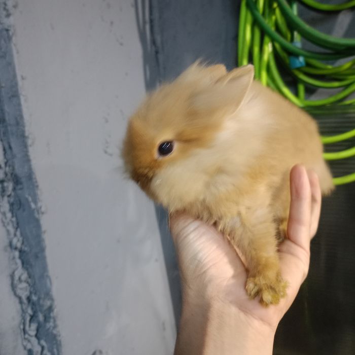 Królik miniaturka  lwi młode