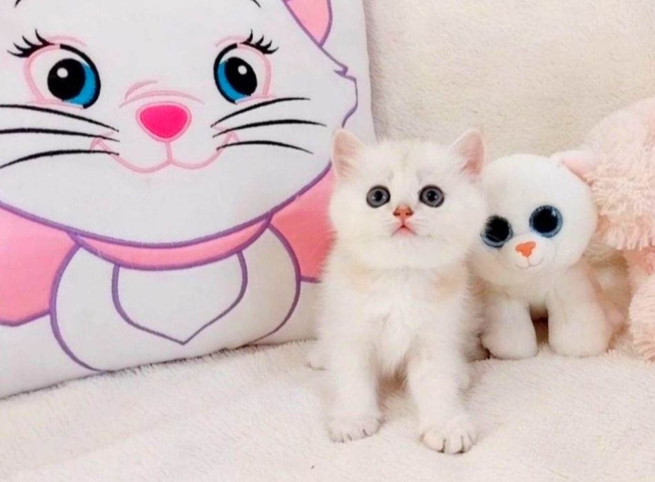 Біленьке ведмежатко Чудо дівчинка шиншилка