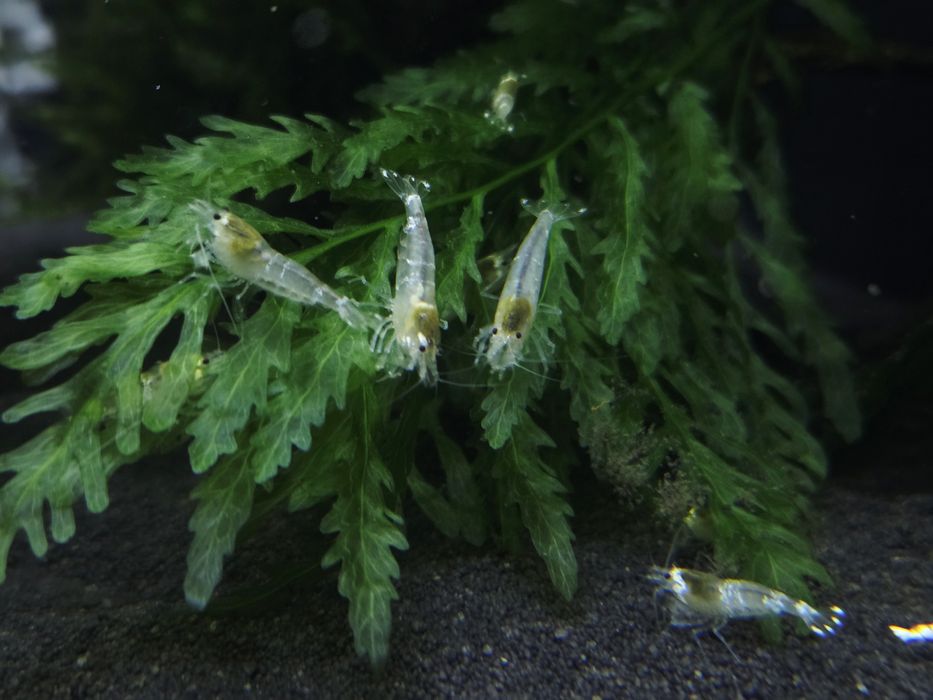 Krewetka caridina white bee/ ghost