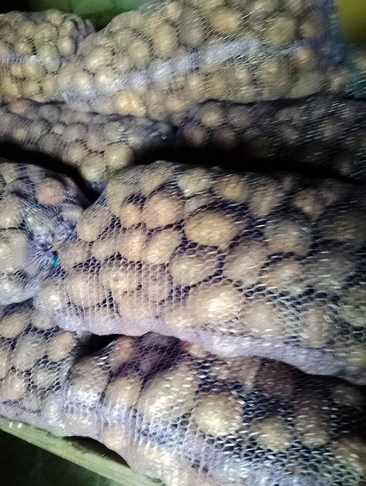 Продам насінневу картоплю. Сорт Гала,,Всі питання через телефон.