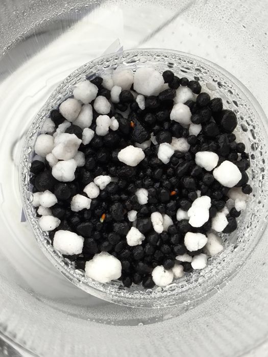 10 SEMENTES da planta Biophytum sensitivum