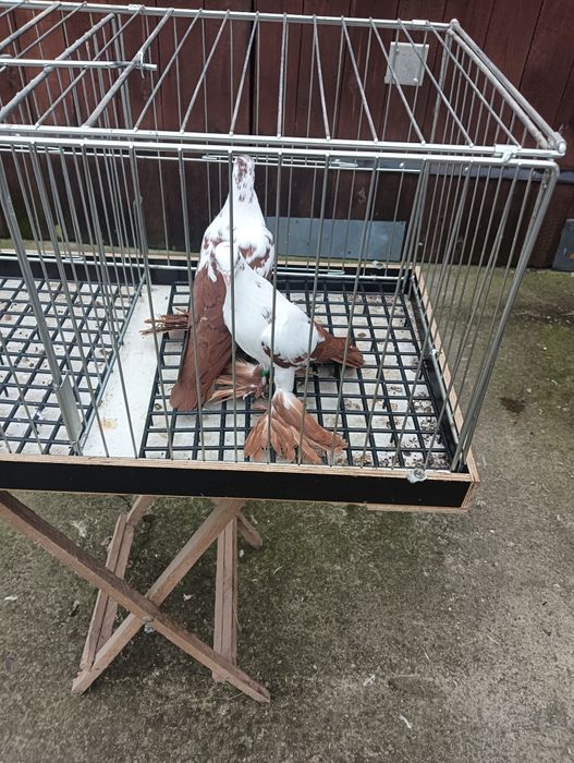 Gołębie ozdobne motyle