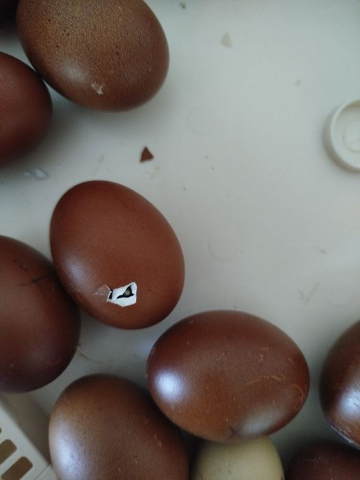 Kurczęta marans 2,5-tygodniowe