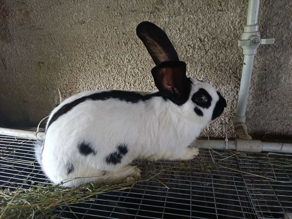 Кролі строкачі від 200 грн