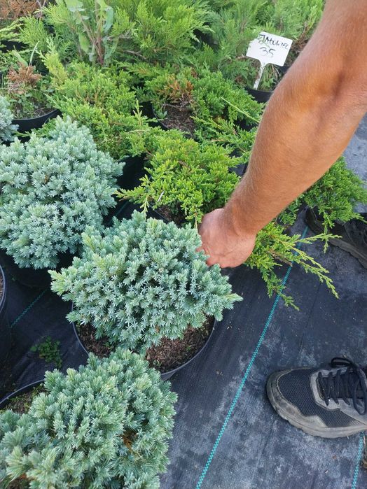 Jałowiec płożący duży dostawa gratis