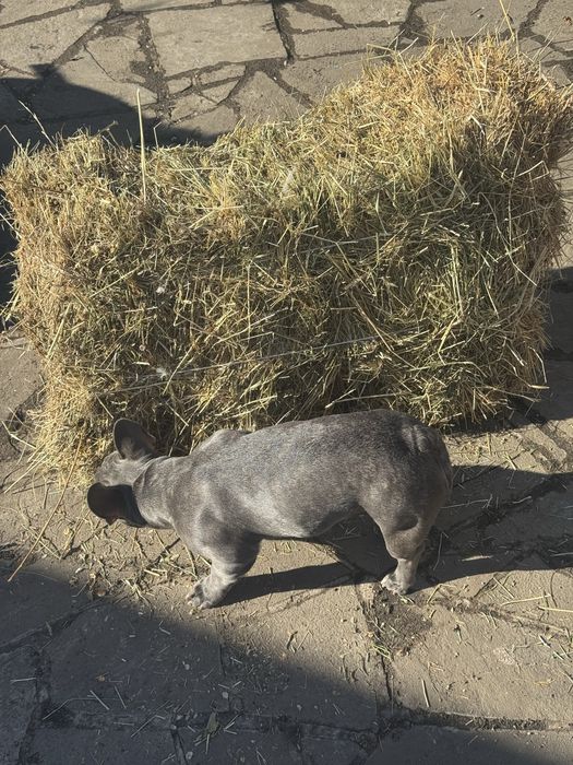 сіно лугове-сухе