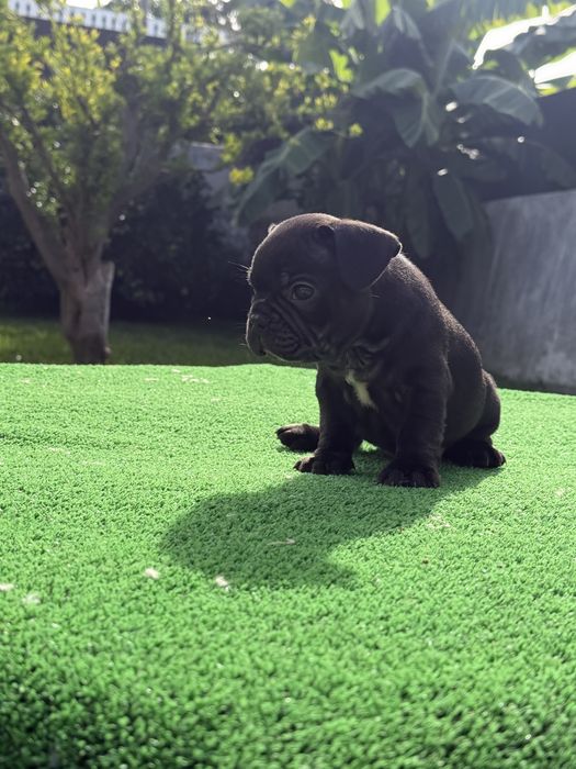 Bulldog frances Menina
