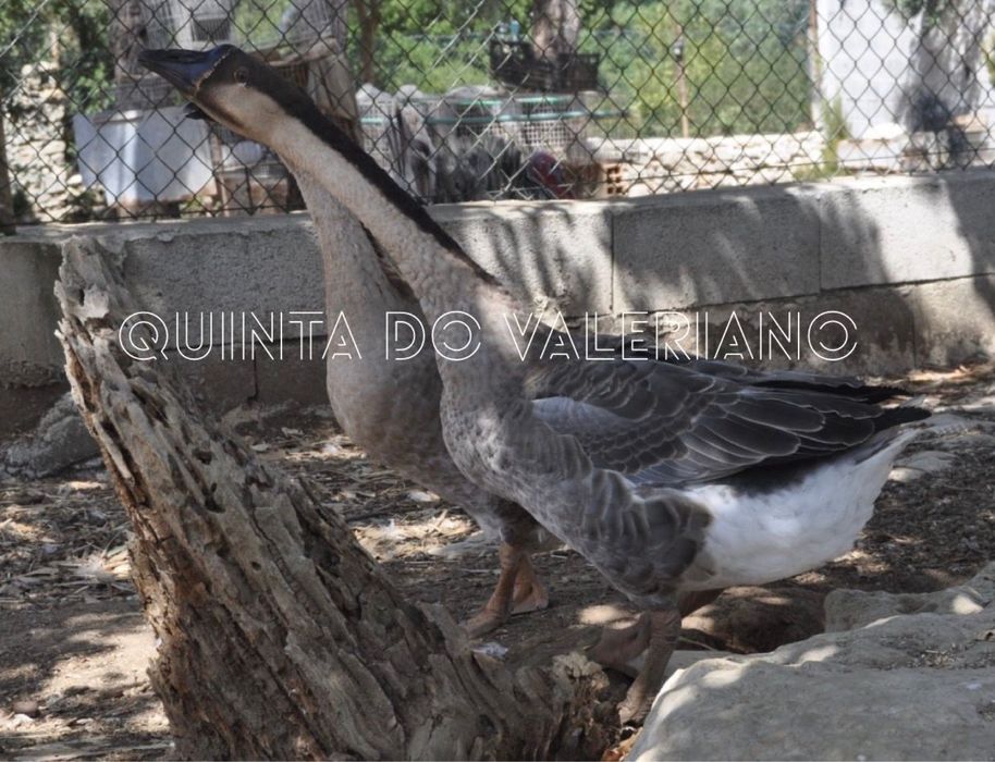 Tenho para venda ovos galados de peru/fracas/gansos