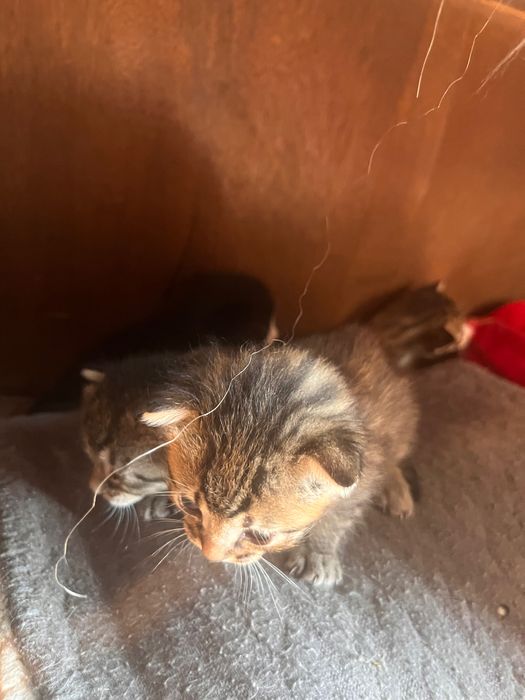 Gatos bebés para dar