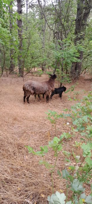 Барани Романівської породи