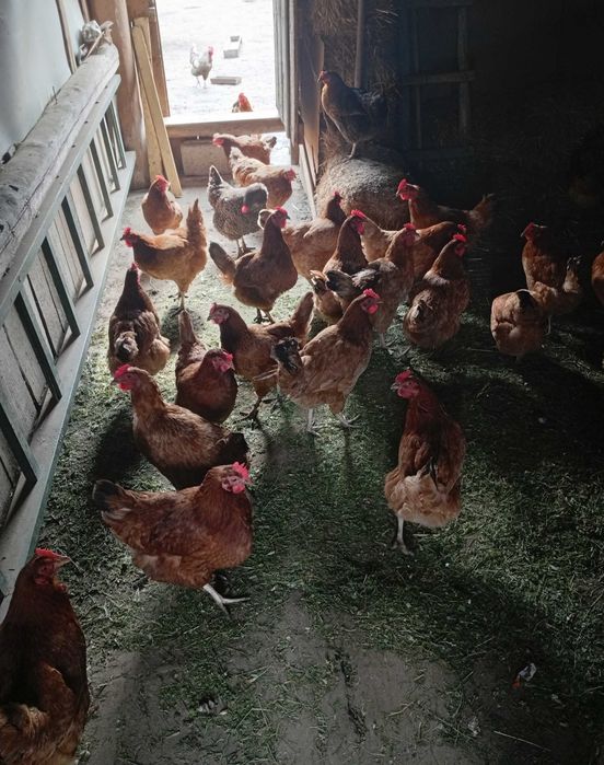 Jajka wiejskie Prima Sort z wolnego wybiegu :) Zapraszam