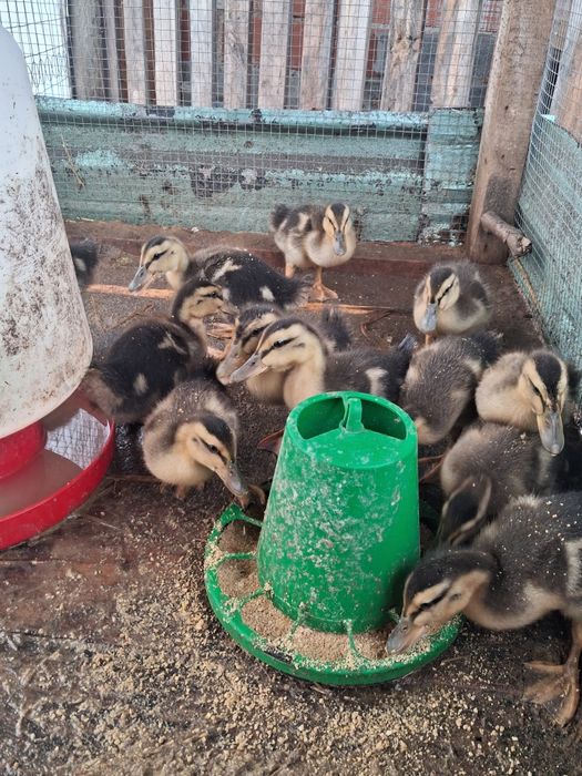 Patos ruen com 1 semana