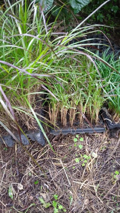 Plantas para sebes e outras