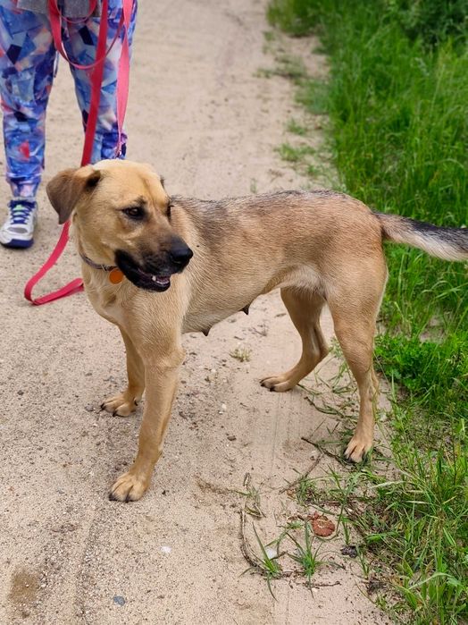 Mila, młoda przyjazna sunia, mix labrador